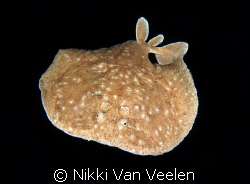 Torpedo ray taken far away from the reef at Ras Umm Sid o... by Nikki Van Veelen 